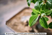 Fotosintesis pada Tumbuhan